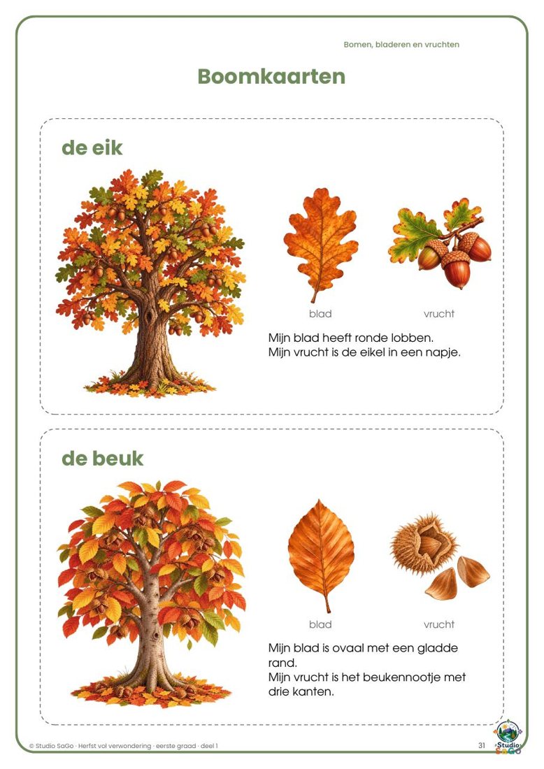 Voorbeeld 2 uit Herfst vol verwondering | eerste graad – Deel 1: Bomen, bladeren en vruchten
