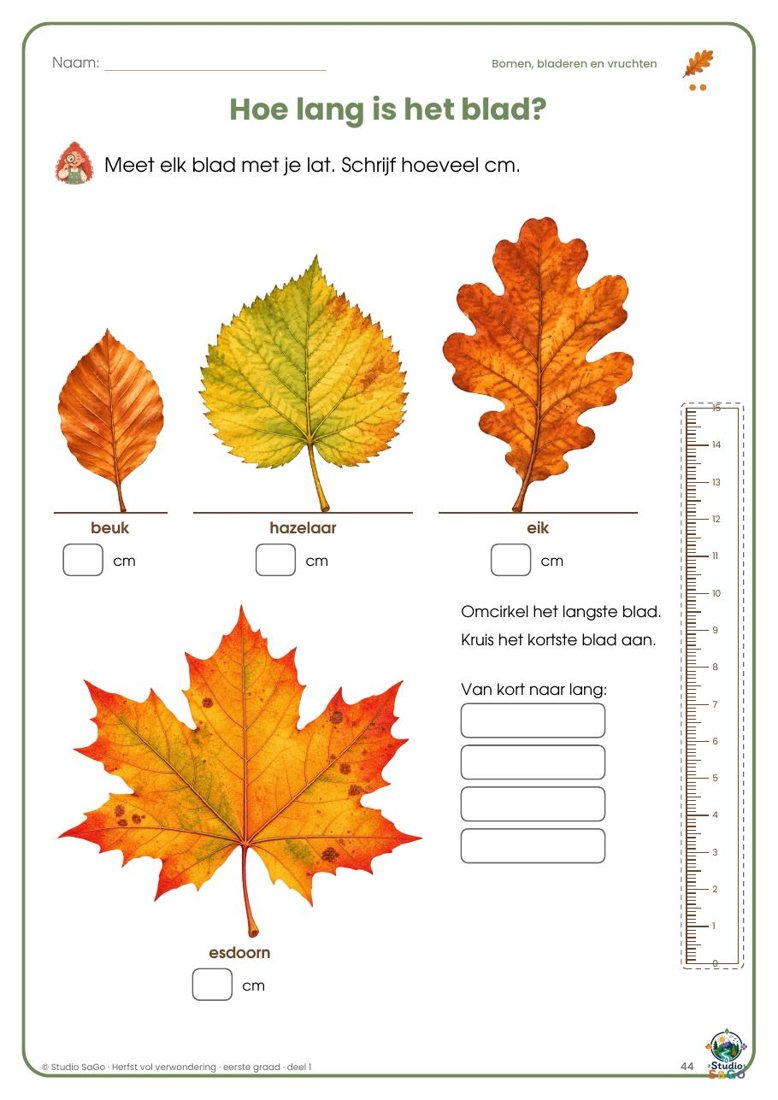 Voorbeeld 3 uit Herfst vol verwondering | eerste graad – Deel 1: Bomen, bladeren en vruchten