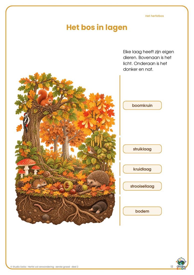 Voorbeeld 1 uit Herfst vol verwondering | eerste graad – Deel 2: Het herfstbos en zijn dieren