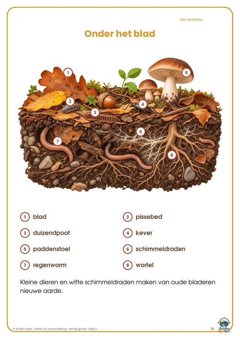 Voorbeeld 2 uit Herfst vol verwondering | eerste graad – Deel 2: Het herfstbos en zijn dieren